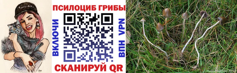 Псилоцибиновые грибы Magic Shrooms  закладка  Дедовск 